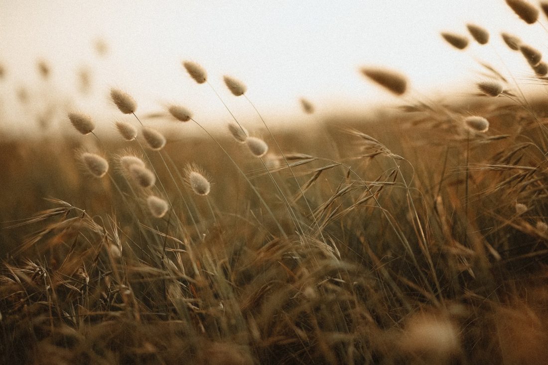 Photographie nature d'herbes hautes dans les dunes du Finistère par Deep